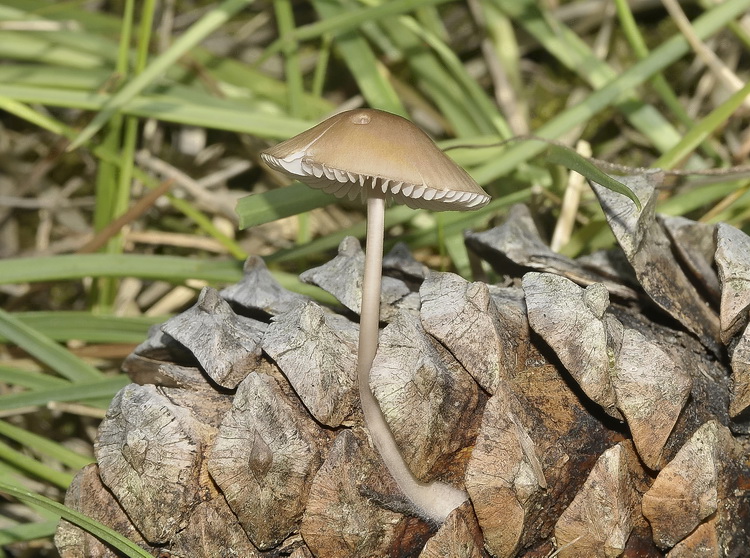 Qualche giorno fa mentre fotografavo una Spiranthes spiralis